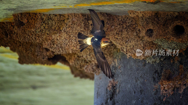 欢迎吞咽(Hirundo neoxena)